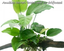 Anubias barteri broad leaf on driftwood